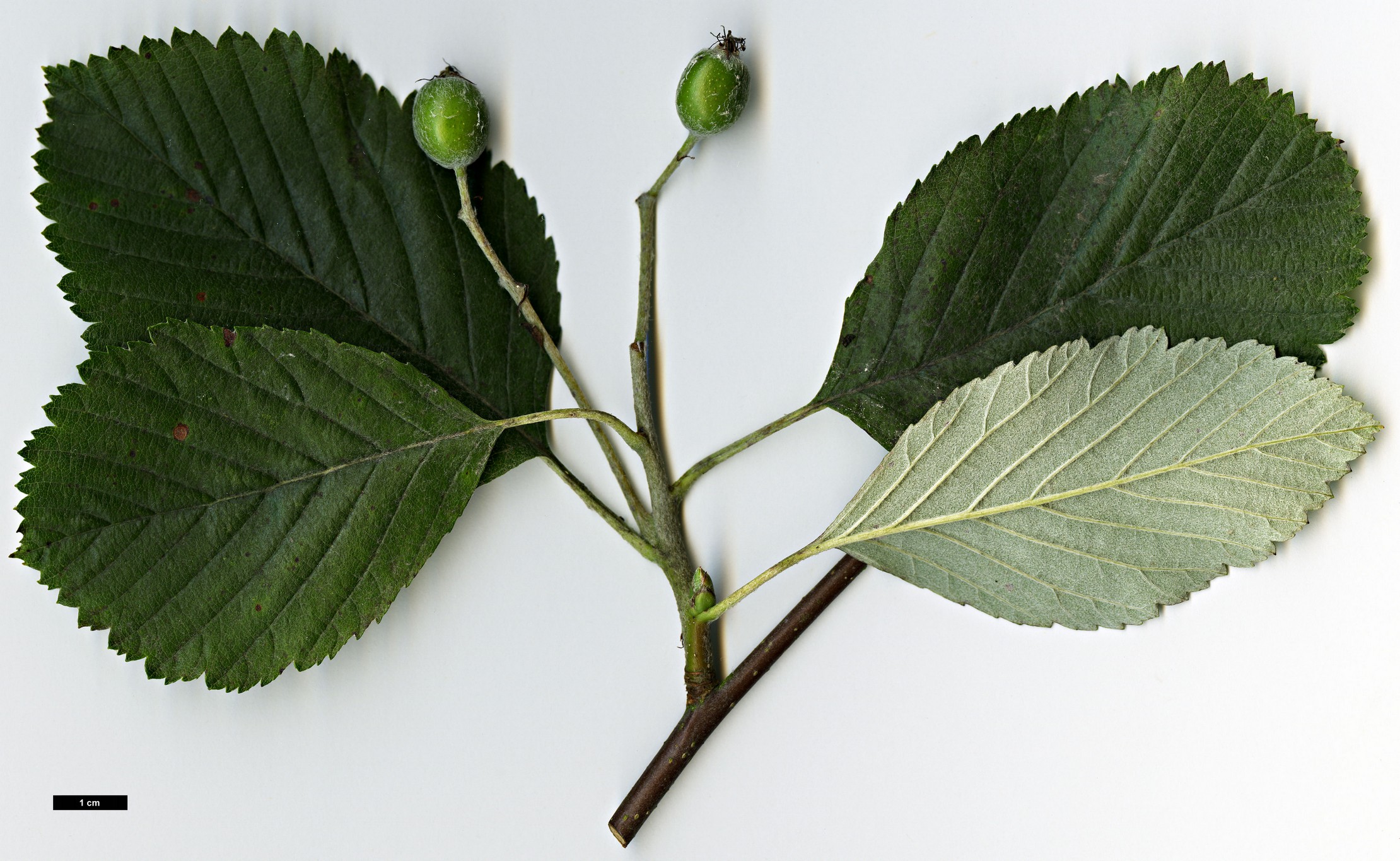 High resolution image: Family: Rosaceae - Genus: Sorbus - Taxon: hibernica